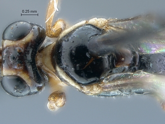 Chauvinia_nyanga_mesosoma_dorsal