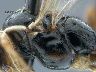 Chauvinia_nyanga_mesosoma_lateral