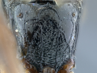 Chauvinia_nyanga_propodeum