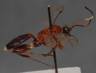 Crytea_leucotrochus_HOLOTYPE