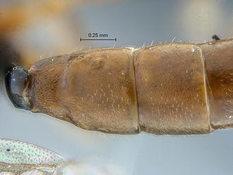 Diadromus collaris T2