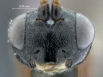 Diadromus collaris face