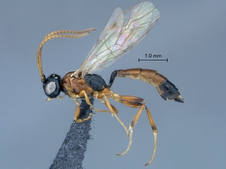 Diadromus collaris habitus profile