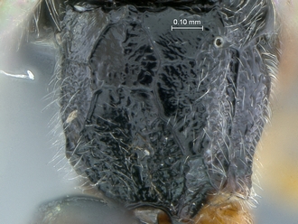 Diadromus collaris propodeum