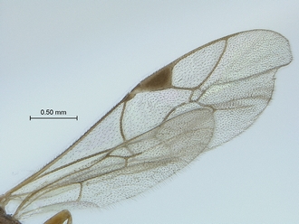 Diadromus collaris wings