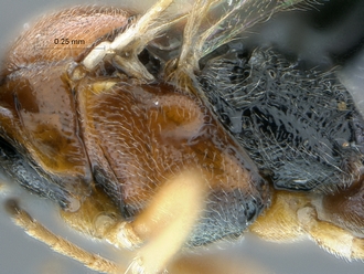Diadromus collaris mesosoma profile