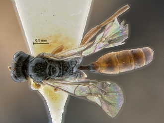 Dicaelotus cariniscutis habitus dorsal
