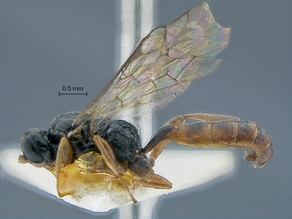 Dicaelotus cariniscutis habitus profile