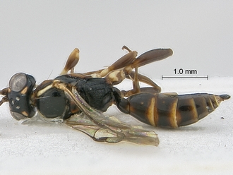 Dicaelotus hoerikwaggoensis habitus dorsal