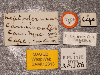 Dicaelotus_cariniscutis_labels