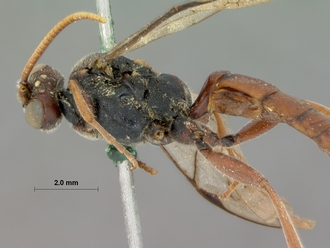Diphyus_brevis_HOLOTYPE