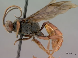 Diphyus_rutilatus_HT_female_habitus_lateral