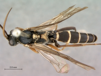 Diphyus_solers_head_mesosoma_metasoma_dorsal