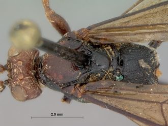 Diphyus_leppani_HOLOTYPE
