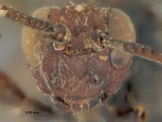 Diphyus_leppani_HOLOTYPE