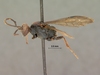 Diphyus_leppani_HOLOTYPE