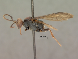 Diphyus_leppani_HOLOTYPE