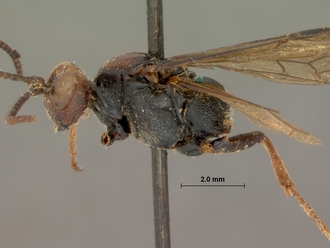 Diphyus_leppani_HOLOTYPE
