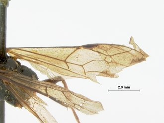 Diphyus_leppani_HOLOTYPE