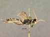 Diphyus_balteatus_HOLOTYPE