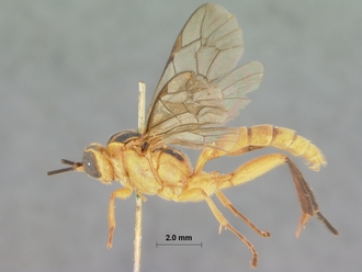 Foveosculum_didymatum_HOLOTYPE