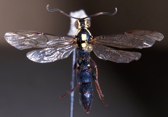 Genaemirum_mesoleucum_habitus_dorsal