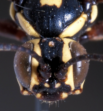 Genaemirum_mesoleucum_head_frontal