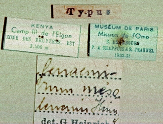 Genaemirum_mesoleucum_labels