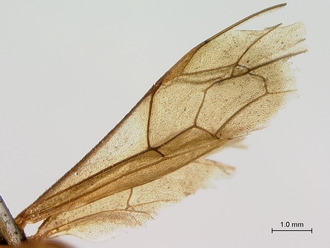 Hemiphaisura_fortunata_wings