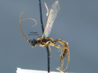 Heterischnus_africanus_habitus profile