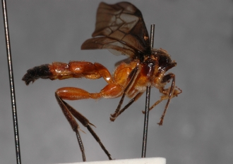 Joppa_braunsii_paratype