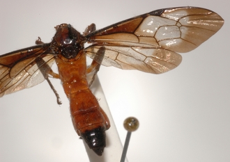 Joppa_braunsii_paratype