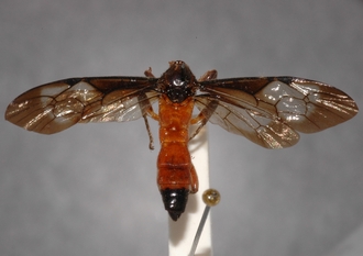 Joppa_braunsii_paratype