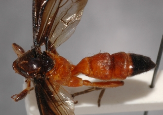 Joppa_braunsii_paratype