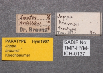 Joppa_braunsii_labels_paratype