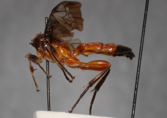 Joppa_braunsii_paratype