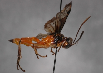 Microjoppa_braunsii_Lectotype