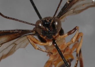 Microjoppa_braunsii_Lectotype