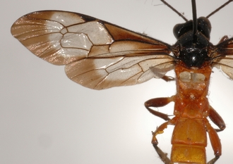 Microjoppa_braunsii_Lectotype