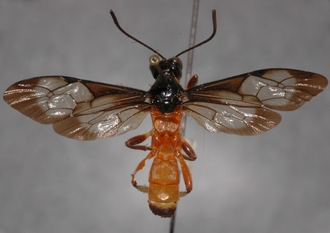 Microjoppa_braunsii_Lectotype