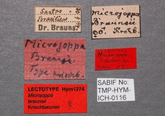 Microjoppa_braunsii_Lectotype