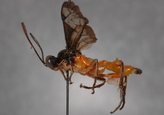 Microjoppa_braunsii_Lectotype