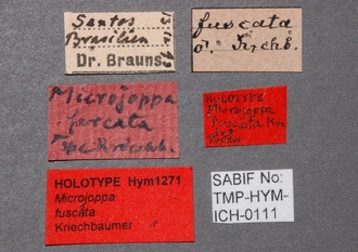 Microjoppa_fuscata_labels