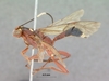 Leptophatnus_cariniscrobes_HOLOTYPE