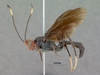Leptophatnus_faustus_HOLOTYPE