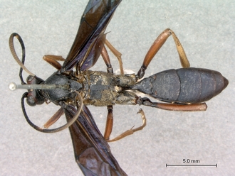 Leptophatnus_nigrocyaneus_habitus_dorsal