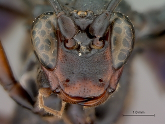 Leptophatnus_nigrocyaneus_head_frontal