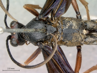 Leptophatnus_nigrocyaneus_head_mesosoma_dorsal
