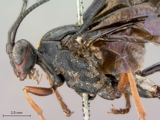 Leptophatnus_nigrocyaneus_head_mesosoma_lat