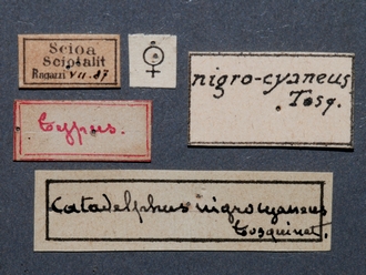 Leptophatnus_nigrocyaneus_labels